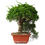 Juniperus chinensis Itoigawa, 31 cm, ± 30 Jahre alt