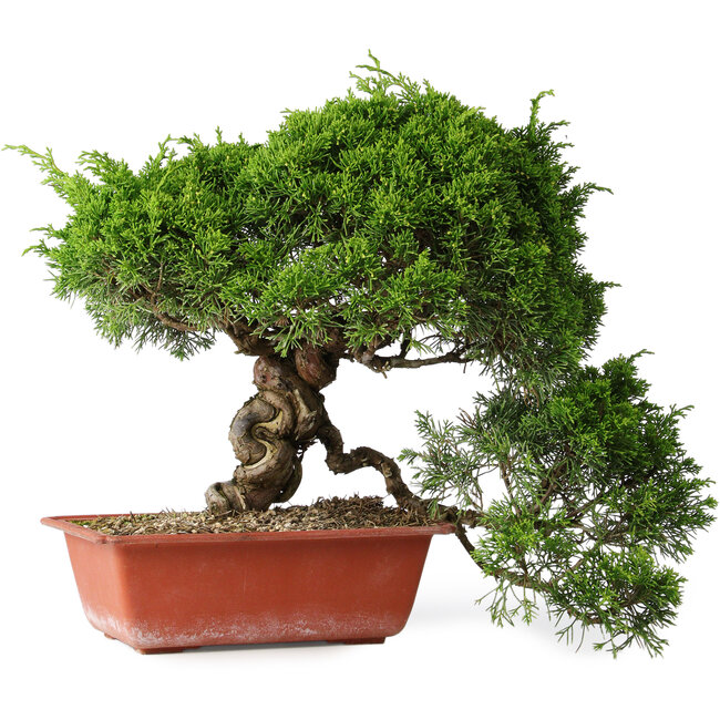 Juniperus chinensis Itoigawa, 31 cm, ± 30 Jahre alt
