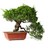 Juniperus chinensis Itoigawa, 31 cm, ± 30 Jahre alt