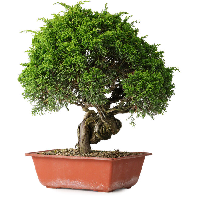 Juniperus chinensis Itoigawa, 33 cm, ± 30 years old