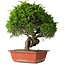 Juniperus chinensis Itoigawa, 33 cm, ± 30 jaar oud