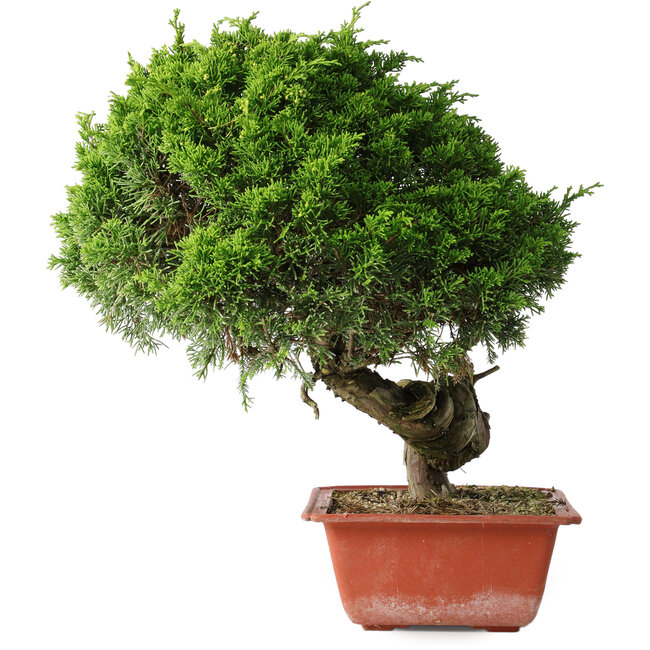 Juniperus chinensis Itoigawa, 33 cm, ± 30 anni
