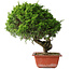 Juniperus chinensis Itoigawa, 33 cm, ± 30 Jahre alt