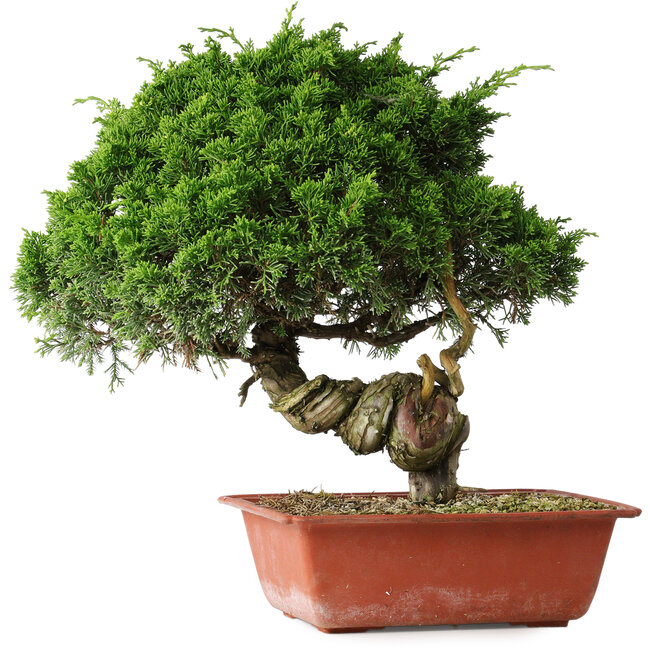 Juniperus chinensis Itoigawa, 33 cm, ± 30 Jahre alt