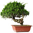 Juniperus chinensis Itoigawa, 33 cm, ± 30 jaar oud