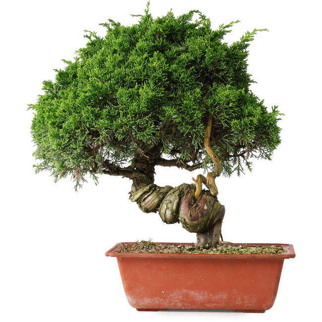 Juniperus chinensis Itoigawa, 33 cm, ± 30 Jahre alt