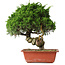 Juniperus chinensis Itoigawa, 33 cm, ± 30 jaar oud