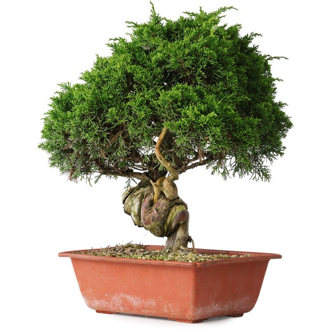 Juniperus chinensis Itoigawa, 33 cm, ± 30 anni