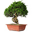 Juniperus chinensis Itoigawa, 33 cm, ± 30 jaar oud