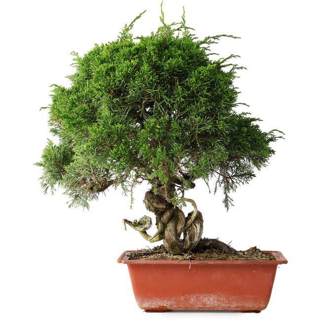 Juniperus chinensis Itoigawa, 36 cm, ± 30 jaar oud