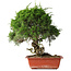 Juniperus chinensis Itoigawa, 36 cm, ± 30 jaar oud