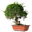 Juniperus chinensis Itoigawa, 36 cm, ± 30 jaar oud