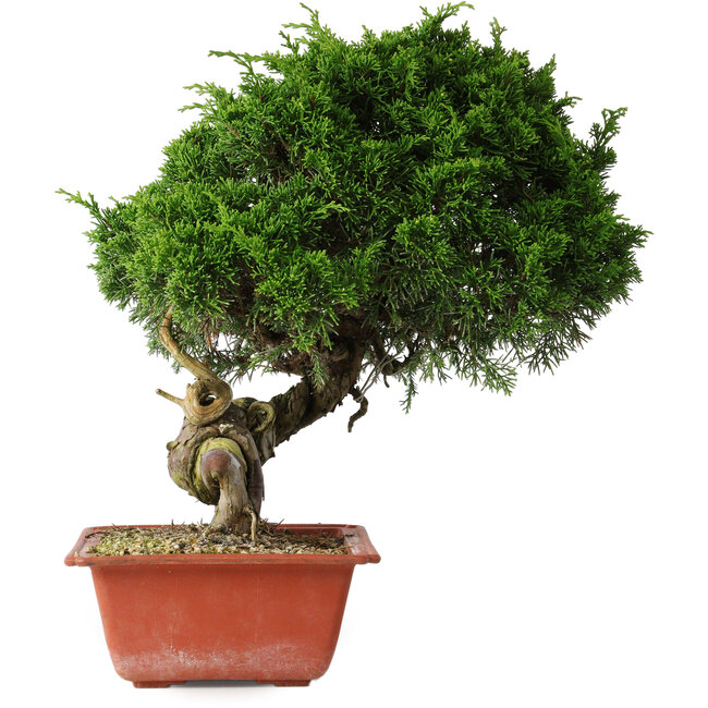 Juniperus chinensis Itoigawa, 33 cm, ± 30 Jahre alt