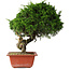 Juniperus chinensis Itoigawa, 33 cm, ± 30 anni