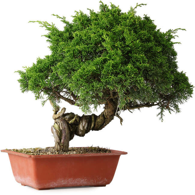 Juniperus chinensis Itoigawa, 33 cm, ± 30 anni