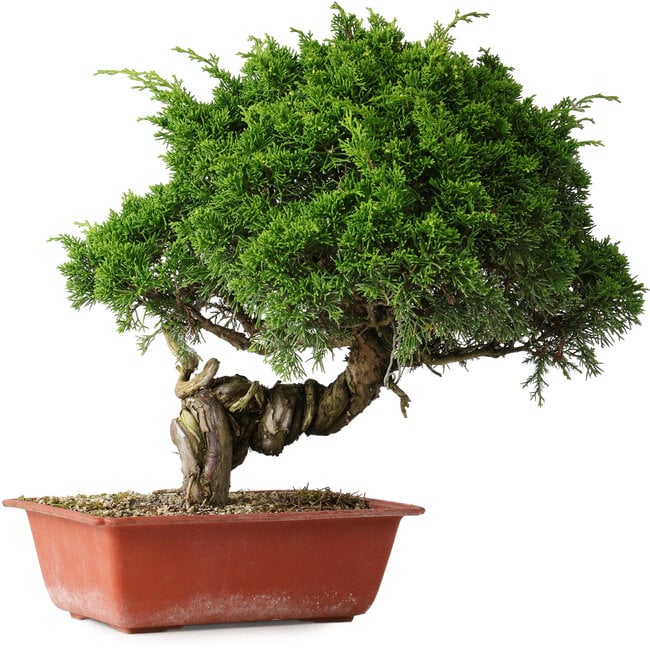 Juniperus chinensis Itoigawa, 33 cm, ± 30 años