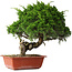 Juniperus chinensis Itoigawa, 33 cm, ± 30 jaar oud