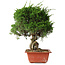 Juniperus chinensis Itoigawa, 36 cm, ± 30 jaar oud