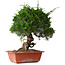 Juniperus chinensis Itoigawa, 36 cm, ± 30 jaar oud