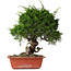 Juniperus chinensis Itoigawa, 36 cm, ± 30 jaar oud