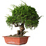 Juniperus chinensis Itoigawa, 36 cm, ± 30 jaar oud