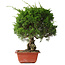 Juniperus chinensis Itoigawa, 36 cm, ± 30 jaar oud