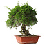 Juniperus chinensis Itoigawa, 36 cm, ± 30 jaar oud