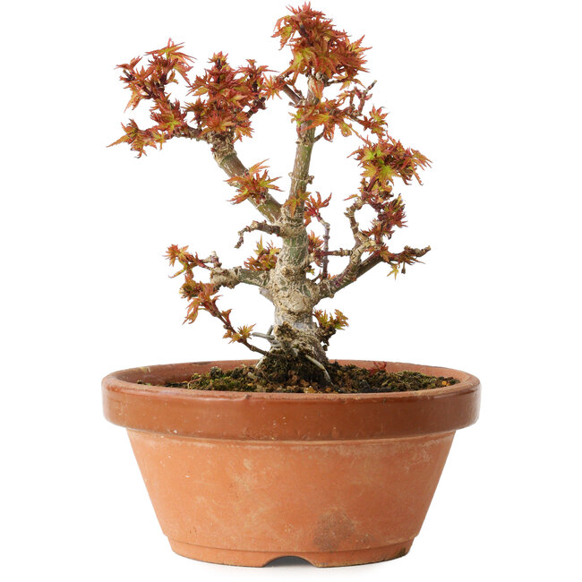 Acer palmatum Kotohime, 14,5 cm, ± 12 jaar oud