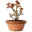 Acer palmatum Kotohime, 14,5 cm, ± 12 jaar oud