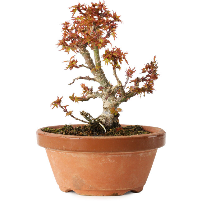 Acer palmatum Kotohime, 14,5 cm, ± 12 ans