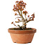 Acer palmatum Kotohime, 14,5 cm, ± 12 jaar oud