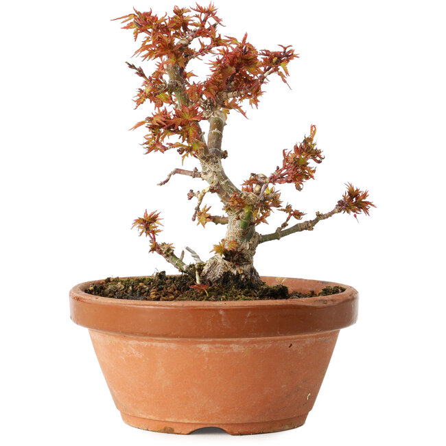 Acer palmatum Kotohime, 14,5 cm, ± 12 ans