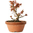 Acer palmatum Kotohime, 14,5 cm, ± 12 jaar oud