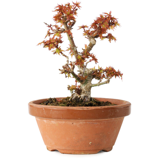 Acer palmatum Kotohime, 14,5 cm, ± 12 ans