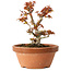 Acer palmatum Kotohime, 14,5 cm, ± 12 jaar oud