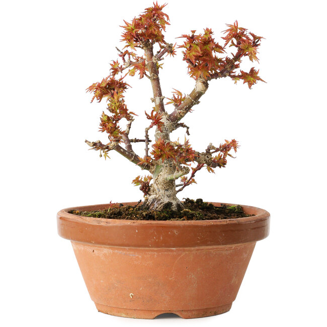 Acer palmatum Kotohime, 14,5 cm, ± 12 Jahre alt