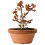 Acer palmatum Kotohime, 14,5 cm, ± 12 jaar oud