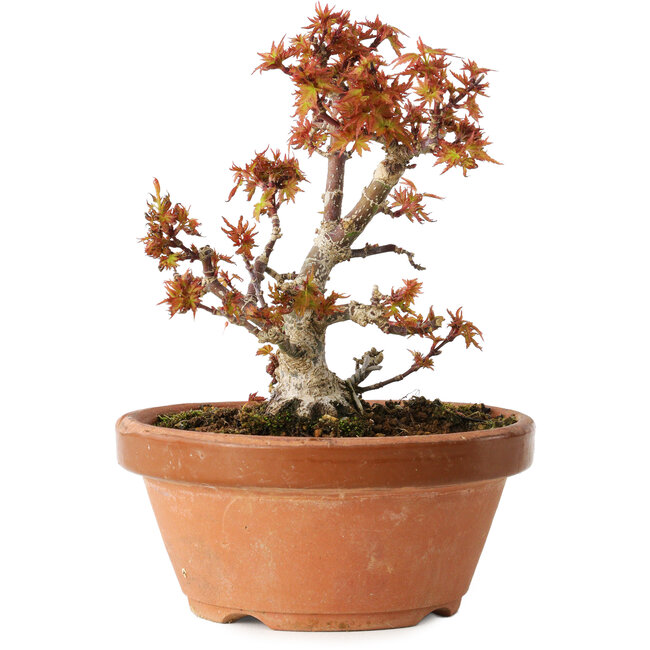 Acer palmatum Kotohime, 14,5 cm, ± 12 years old