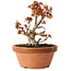 Acer palmatum Kotohime, 14,5 cm, ± 12 jaar oud