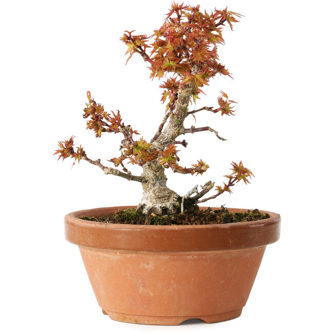 Acer palmatum Kotohime, 14,5 cm, ± 12 ans