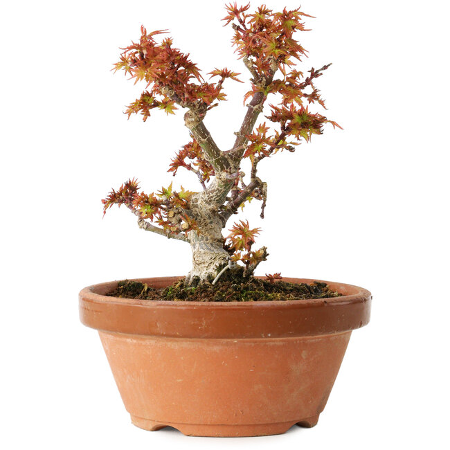 Acer palmatum Kotohime, 14,5 cm, ± 12 ans