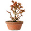 Acer palmatum Kotohime, 16,5 cm, ± 12 anni