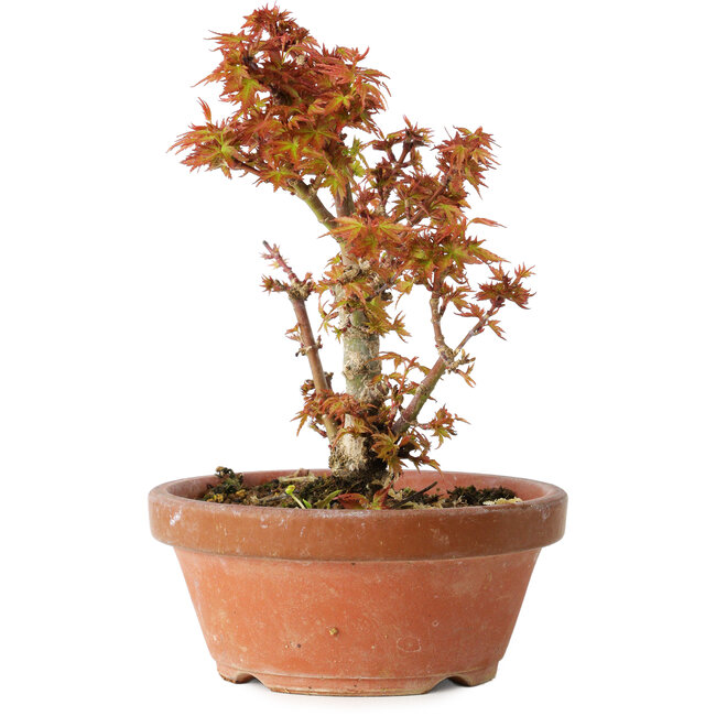 Acer palmatum Kotohime, 16,5 cm, ± 12 anni