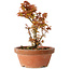 Acer palmatum Kotohime, 16,5 cm, ± 12 Jahre alt
