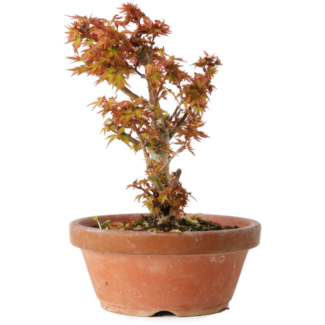 Acer palmatum Kotohime, 16,5 cm, ± 12 Jahre alt