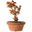 Acer palmatum Kotohime, 16,5 cm, ± 12 jaar oud