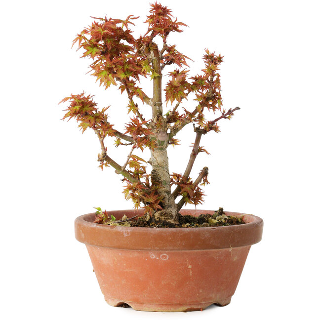 Acer palmatum Kotohime, 16,5 cm, ± 12 anni