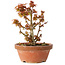 Acer palmatum Kotohime, 16,5 cm, ± 12 anni