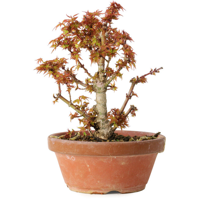 Acer palmatum Kotohime, 16,5 cm, ± 12 Jahre alt
