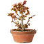 Acer palmatum Kotohime, 16,5 cm, ± 12 jaar oud